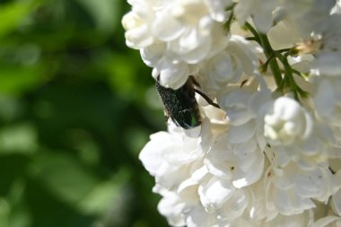 Bahçedeki bir ağacın beyaz çiçekleri