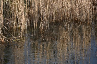 Suyun içinde sazlıklar