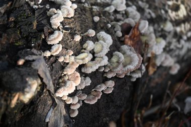 Yakın çekim - ağaç kabuğu görüntüsü