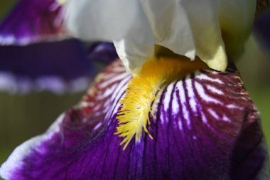 Bahçedeki iris çiçeği