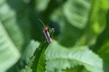 Vahşi doğada böceğe yakın çekim