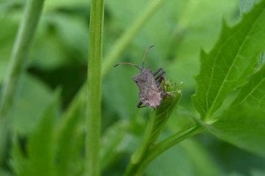 Böcek bir dala oturur. yüksek kaliteli fotoğraf
