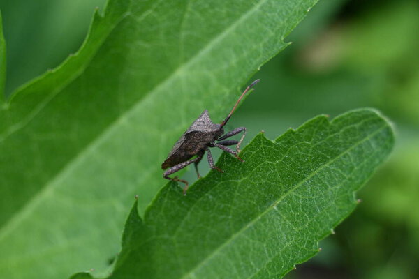 close - up of insect, selective focus
