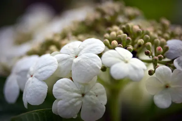 white flowers of hydrangea ( hydrangea macrophylla )