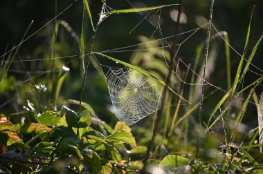 spider web in the morning clipart