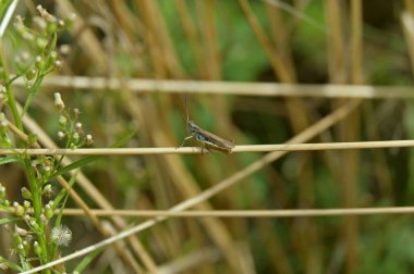 Bir bitkinin üzerindeki bir böceğin yakın çekimi.