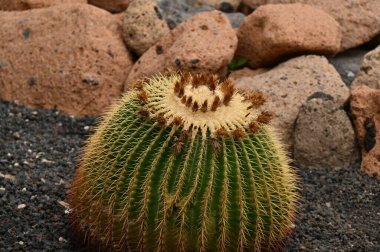 Bahçedeki kaktüsü kapat.