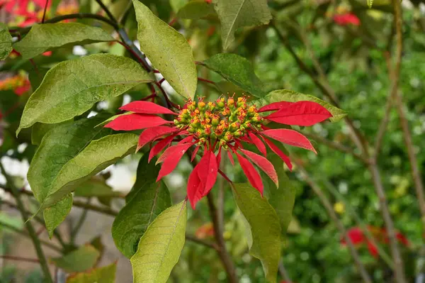 red and yellow flowers of a tree in the garden