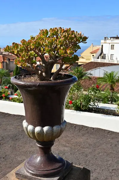 Güzel botanik fotoğrafı, doğal duvar kağıdı.