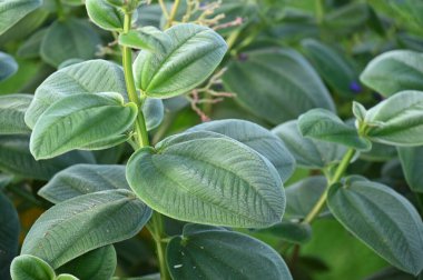 Ağacın yeşil yaprakları