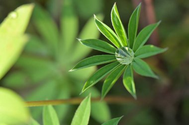 Bahçede yeşil yapraklar, yeşillikler ve bitkiler