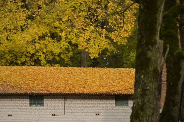 Sarı yapraklar eski duvarda