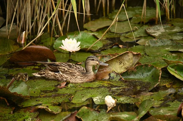 beautiful mallard duck with a pond