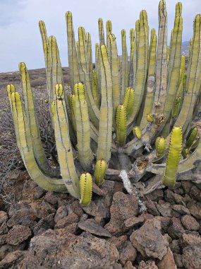 Kaktüslü güzel bir manzara.