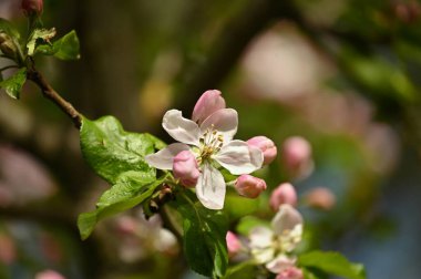 Güzel botanik fotoğrafı, doğal duvar kağıdı.
