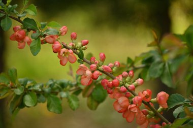Bahçede kırmızı gül