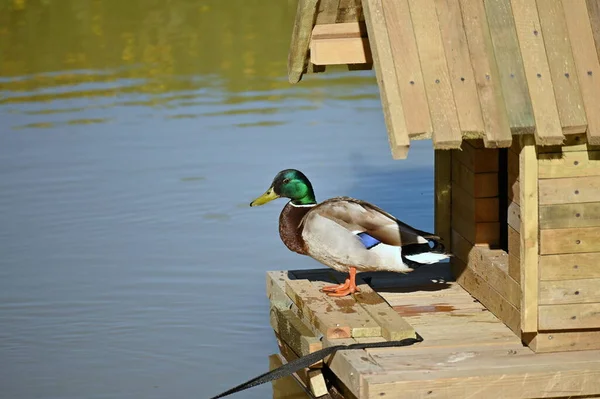 mallard duck on the wooden board