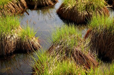Ormanda yeşil çimenler