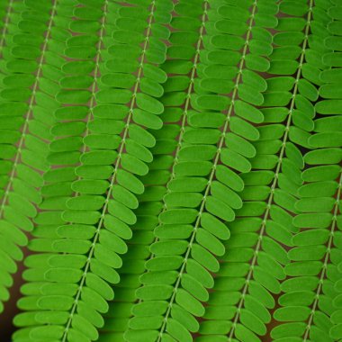 arka plan ile yaprak yeşil