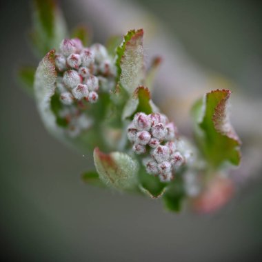 Bulanık arkaplanı olan güzel pembe bir çiçeğin makro fotoğrafı.