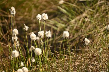Güzel botanik fotoğrafı, doğal duvar kağıdı.