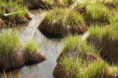 Yazın bataklık manzarası