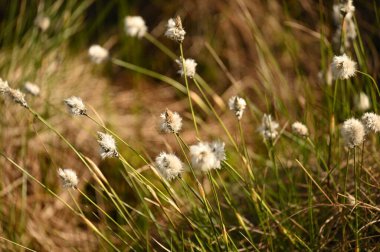 Ormandaki bir tarlada beyaz çiçekler