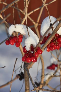 kırmızı meyveler bir ağaç dalında
