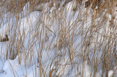 Karda kurumuş çimenler