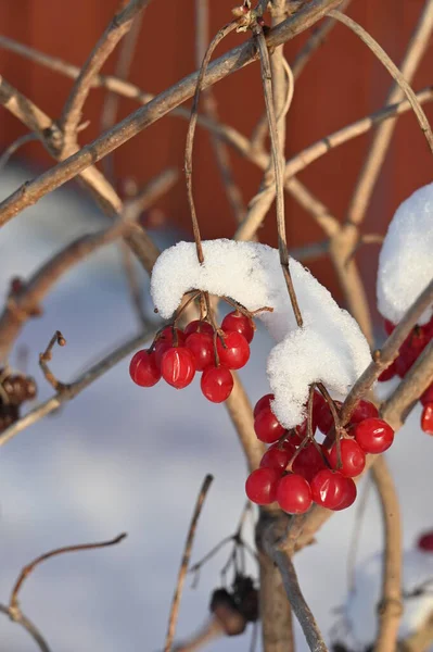 red rose hips with berries in winter
