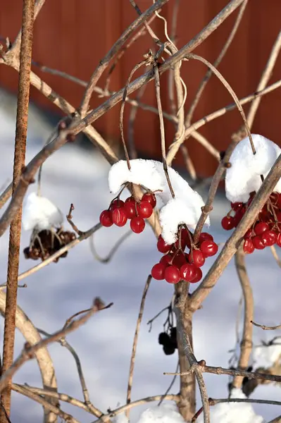 winter berries on branches of a bush