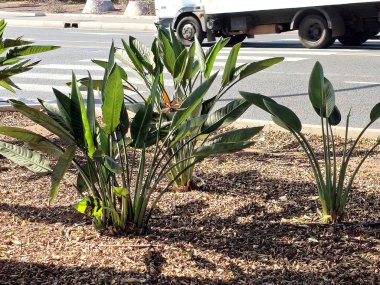 Şehirde palmiye ağacı La caleta, tenerlife