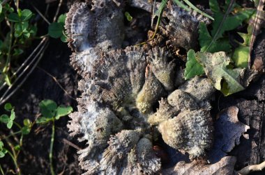 Bir ormandaki yaşlı güdük