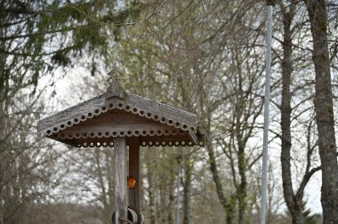 Arkadaki ağaçlarla ormanda beslenen bir kuş.