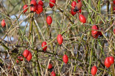 Bahçedeki bir dalda kırmızı dut çalısı