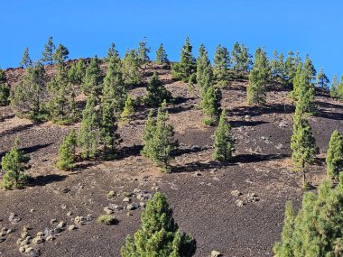 Güzel bir dağ manzarası