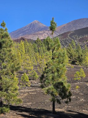 Doğanın güzel manzarası