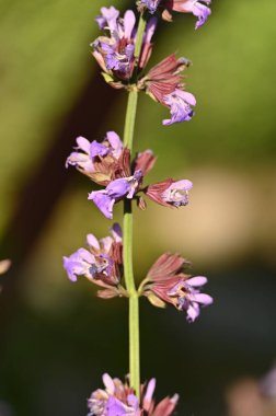 Güzel mor orkide çiçeği