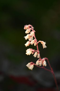 Güzel botanik fotoğrafı, doğal duvar kağıdı.