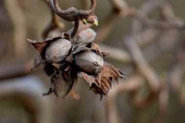 Baharda ağaç dalında kuru kahverengi kestane