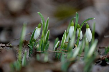 Bahçedeki güzel çiçekler