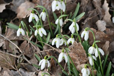 Baharda beyaz kar damlaları. Kapat - kapat