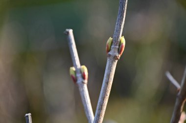 # Bahçedeki söğüt filizlerinin baharı #