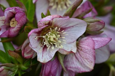 Bulanık arkaplanda Clematis 'in güzel çiçeklerinin dikey yakın çekimi
