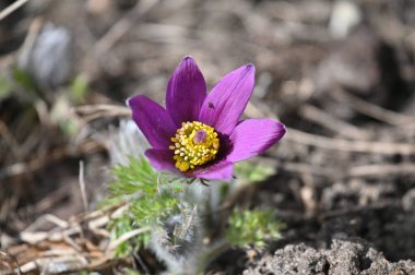 Bahçedeki güzel çiçek
