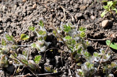 Toprakta büyüyen genç yeşil filizler
