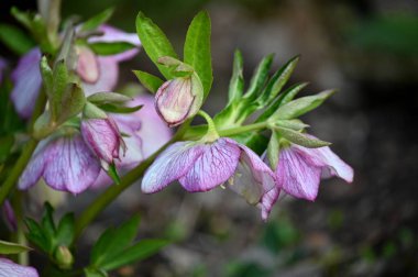 yüksükotu çiçeği (yüksükotu )