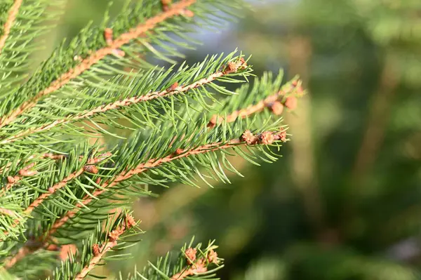 İğneli yeşil çam ağacı dalı