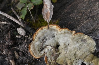 Ormanda güneş ışığı altında yosun tutarak büyüyen bir mantarın yakın çekimi.