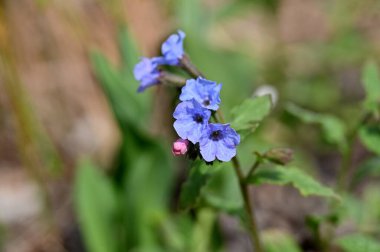 Yazın bahçede mavi çiçekler